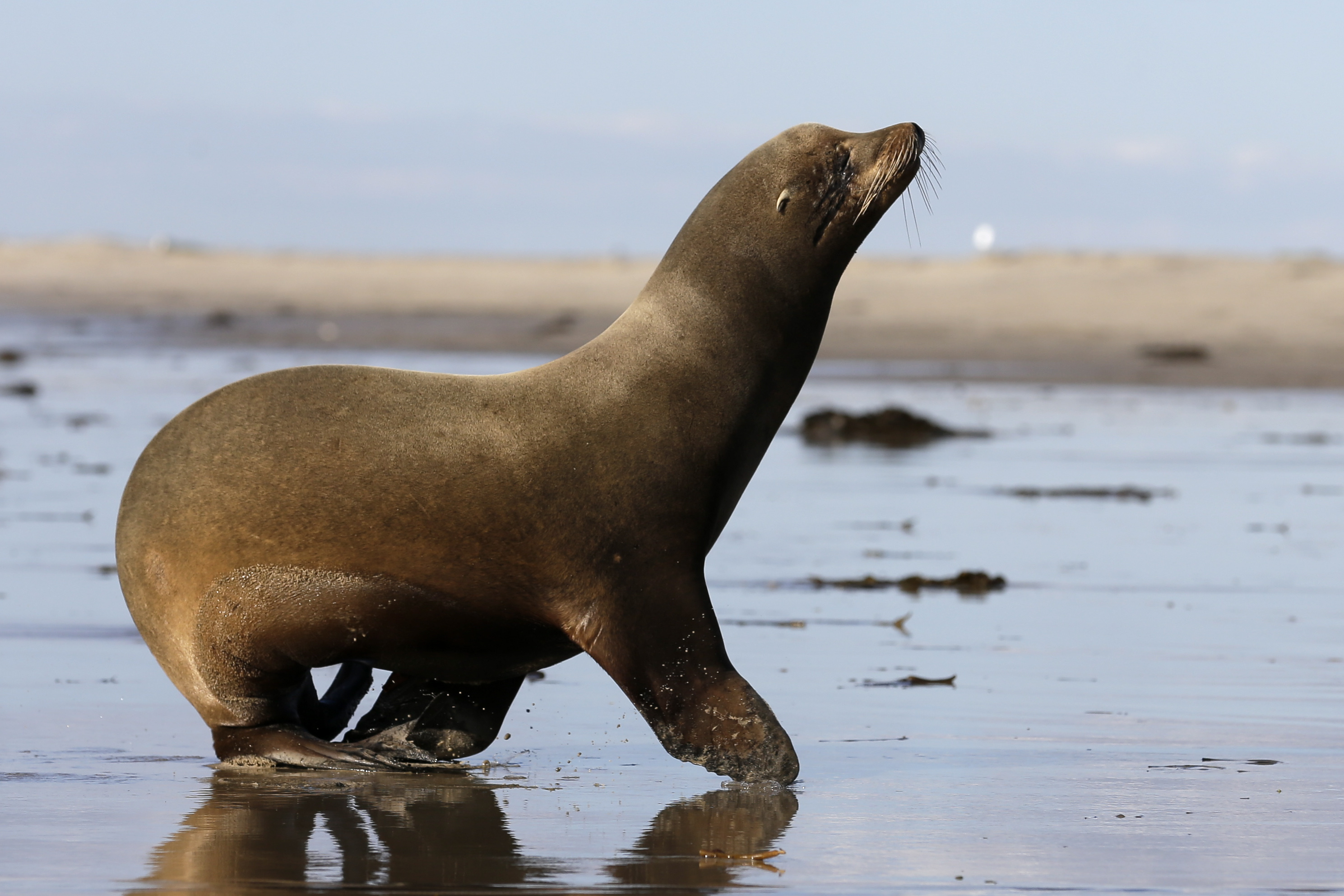 Sea Lion Released