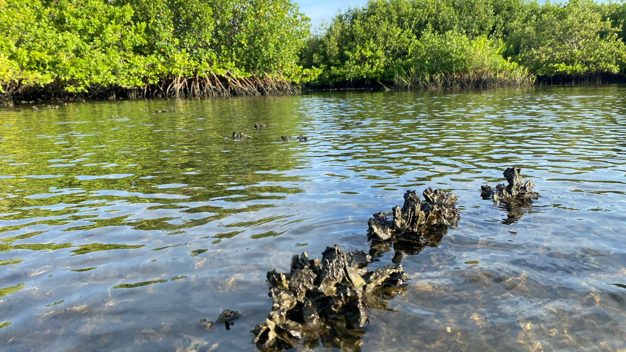 Tampa Bay nonprofit launches new tool to quickly, easily report environmental issues 