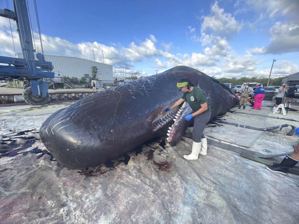 Whale Deaths