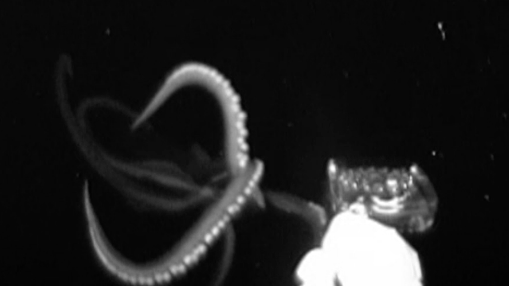 giant squid in Gulf of Mexico