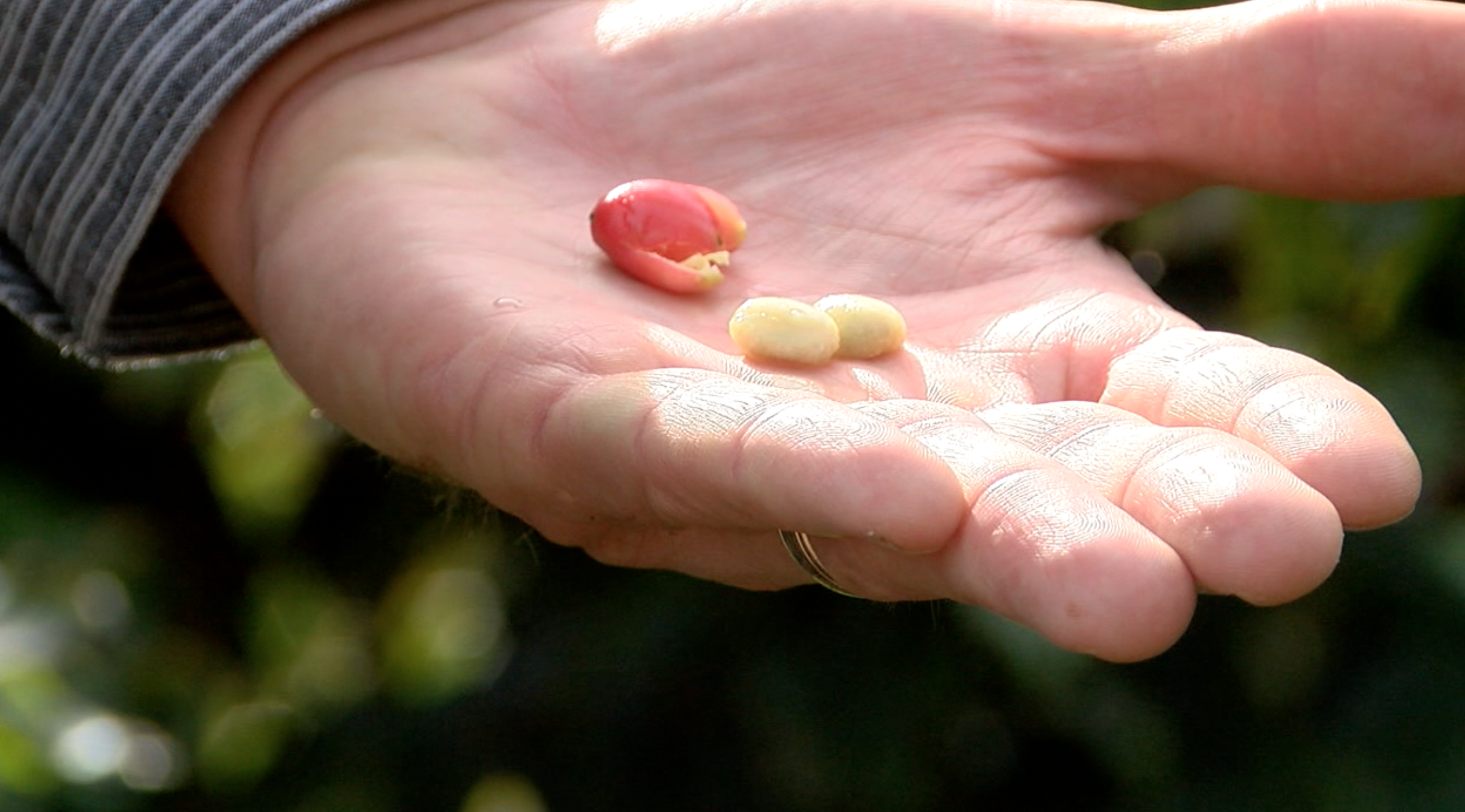 Coffee beans