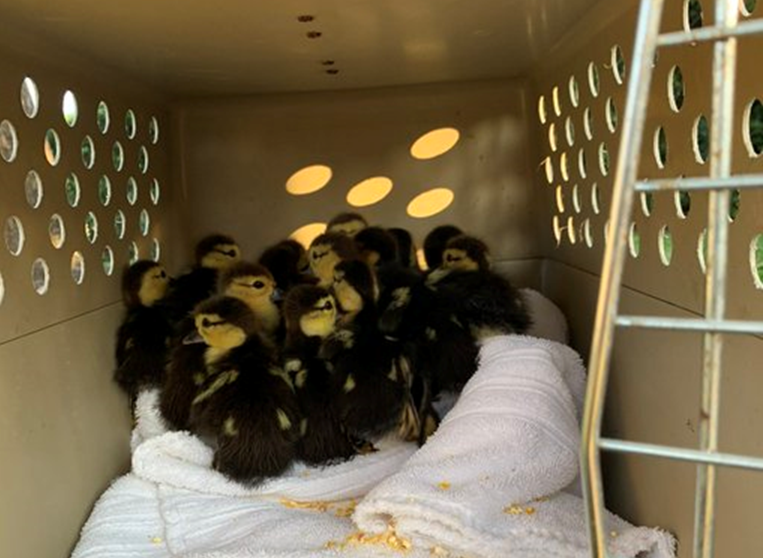 ducklings.PNG