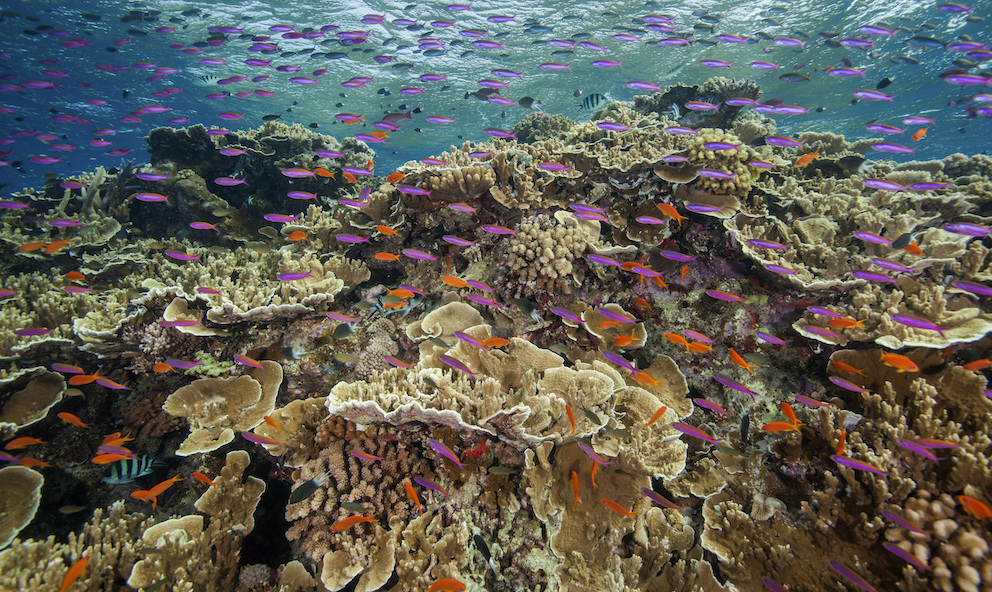 Australia Barrier Reef