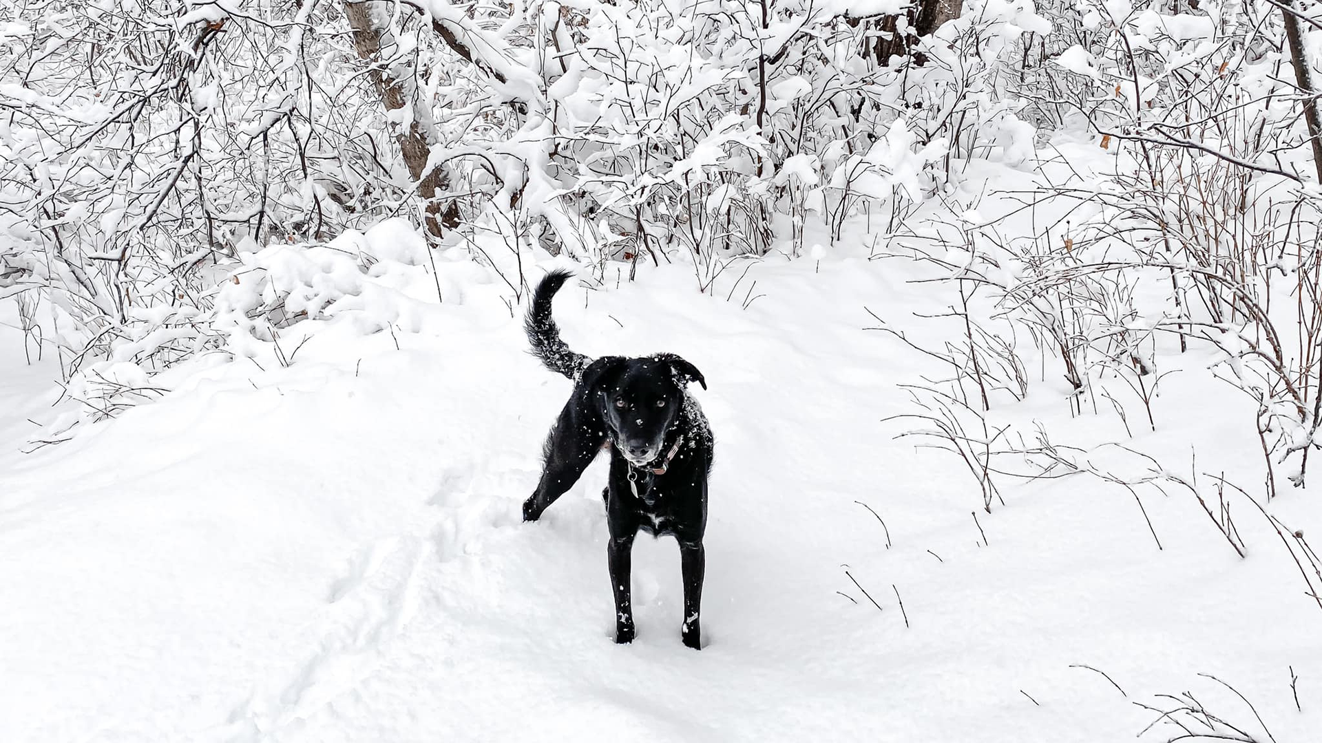 dog-snow-ilissa-tate.png