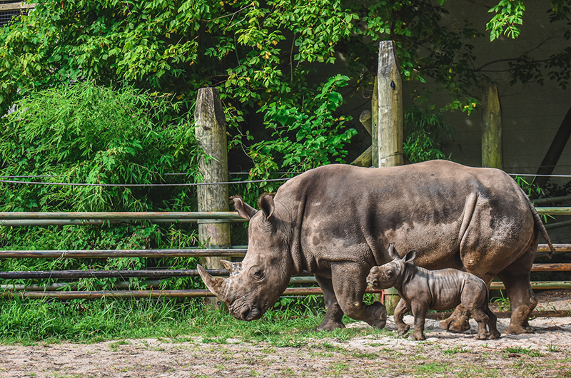 Mosi the Southern white rhino 