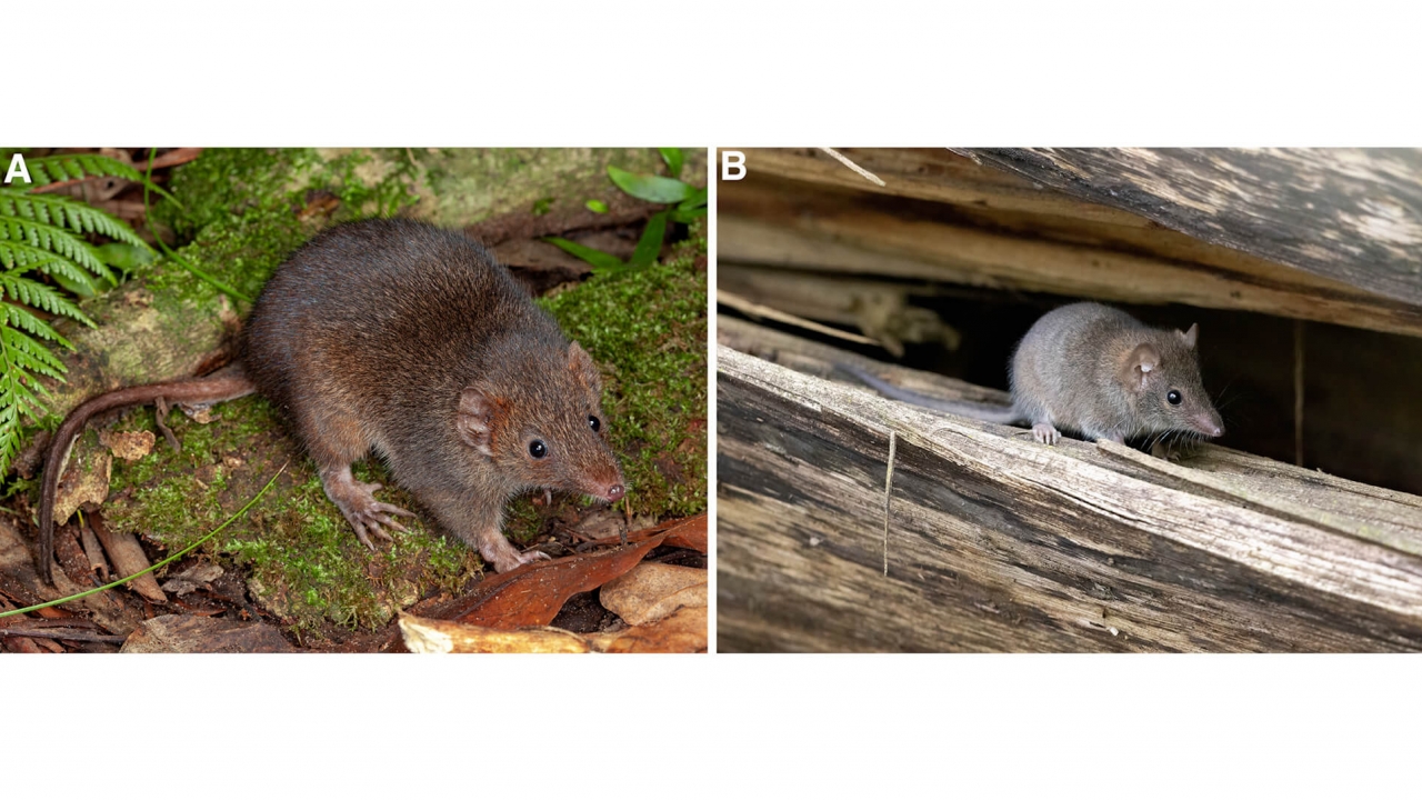 A picture of a dusky (Antechinus swainsonii) and a agile (A. agilis) antechinus.