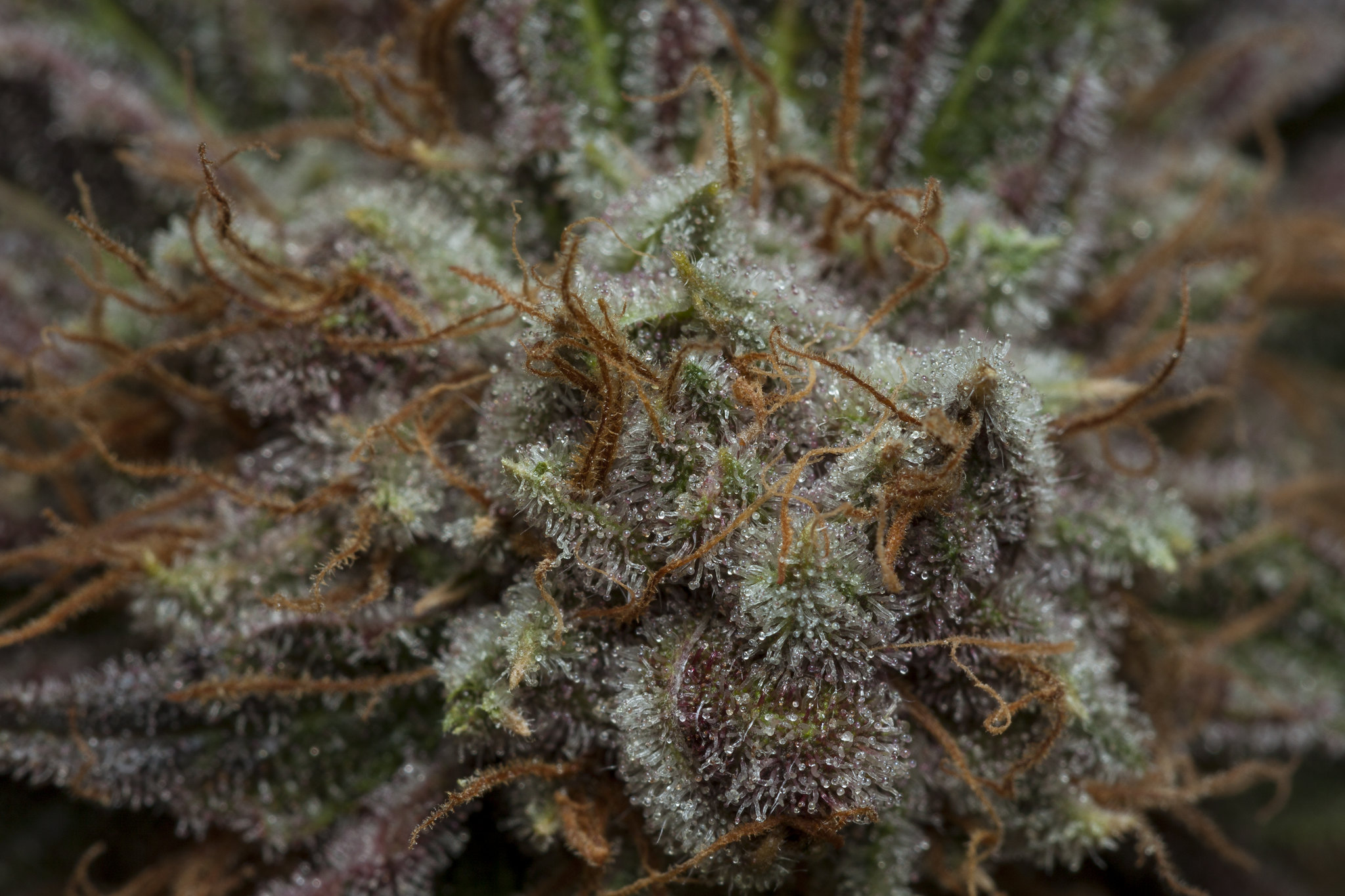 Closeup view of marijuana bud.