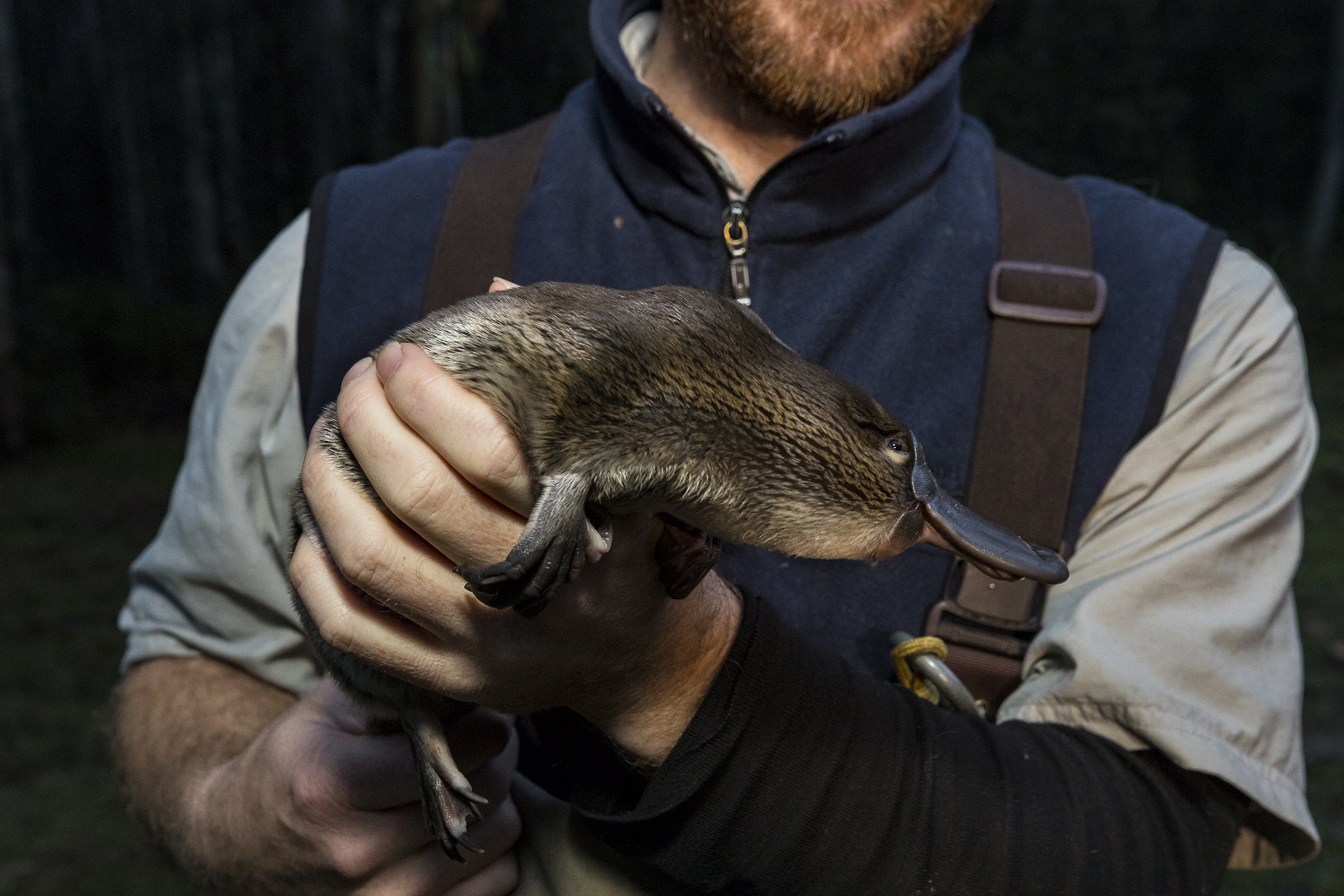 san diego zoo platypus_3.jpg
