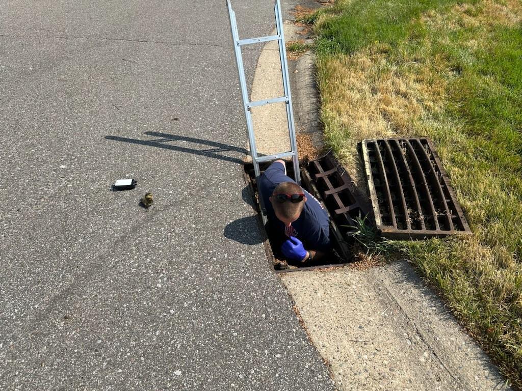 Zeeland Ducklings in storm drain 1.jpg