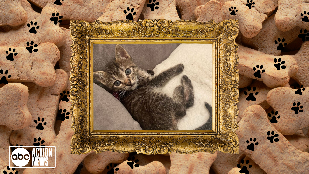 Rescues in Action: Garth