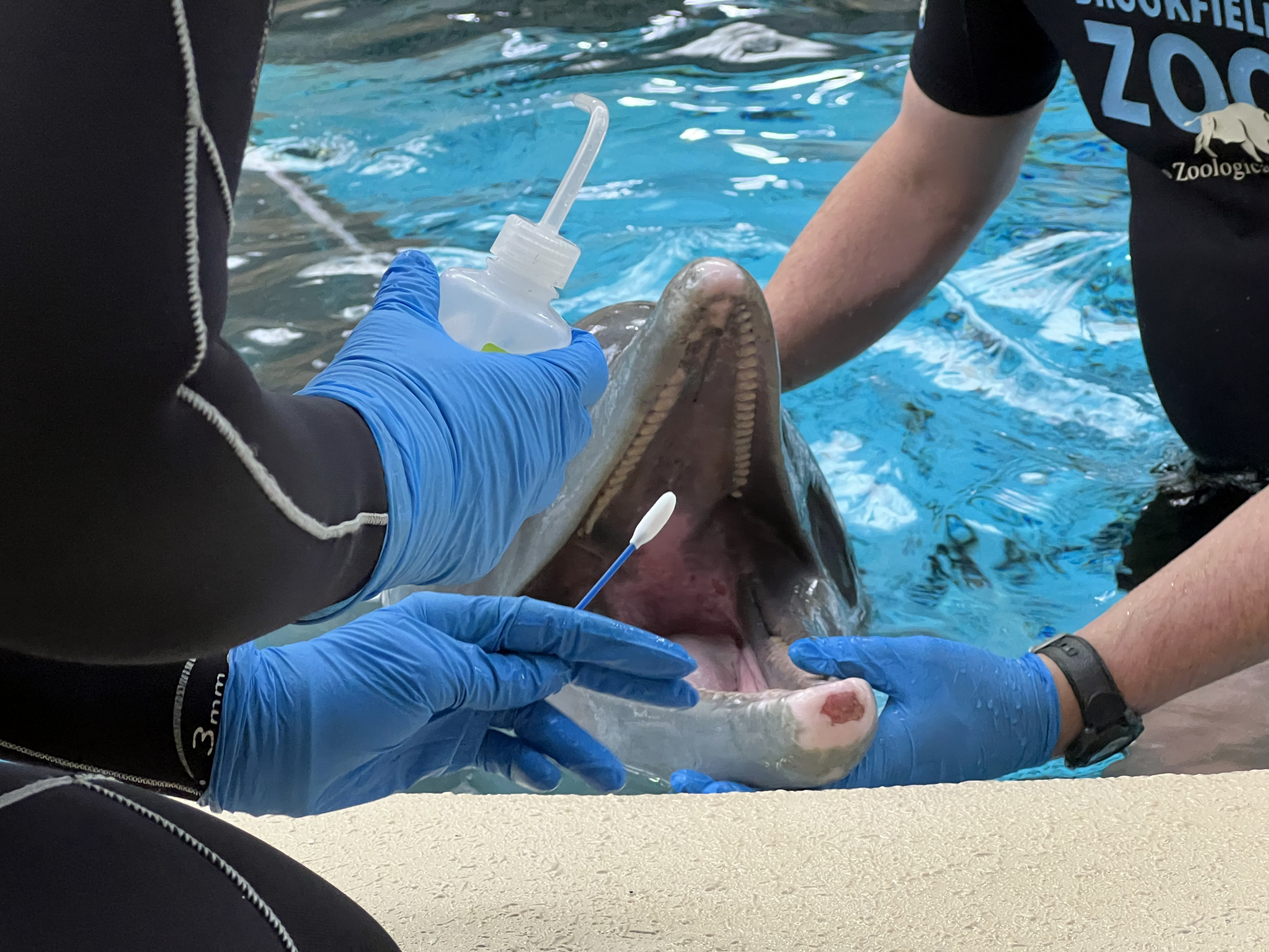 Dolphin Cancer Treatment