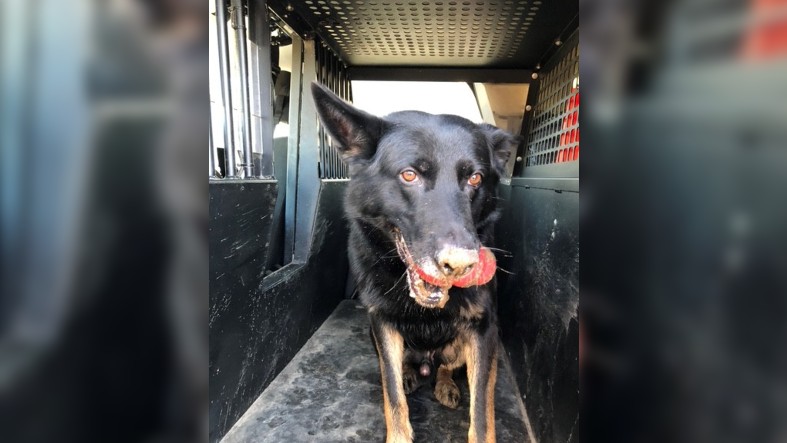 k9 roman.jpg