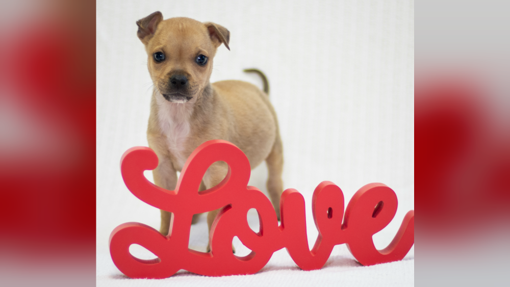 Tiny pet of the week