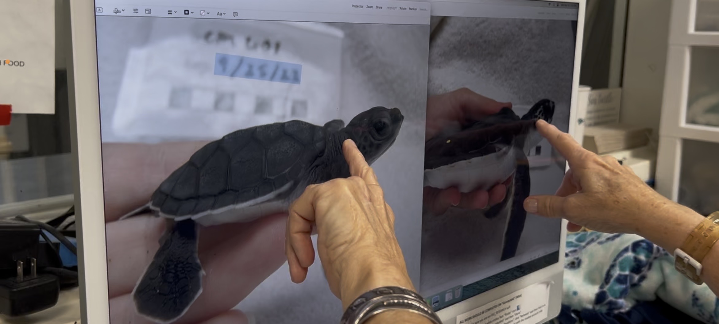 Tracking Sea Turtles