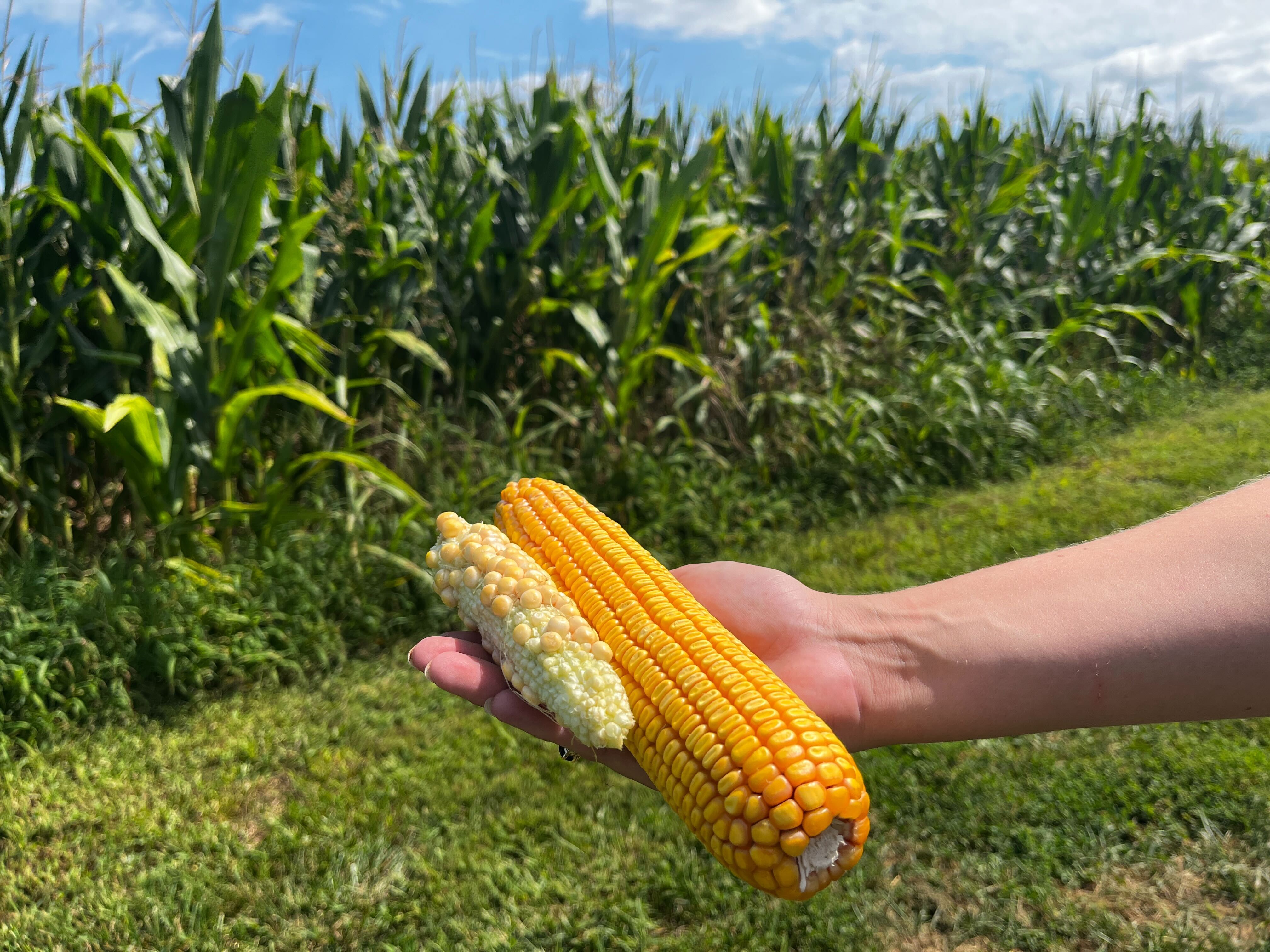 An ear of corn from Fayette County compared to an ear of corn from Shelby County