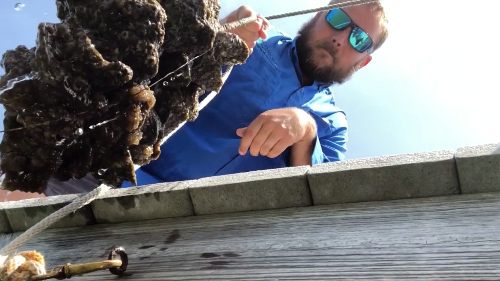 oyster reef to fight red tide