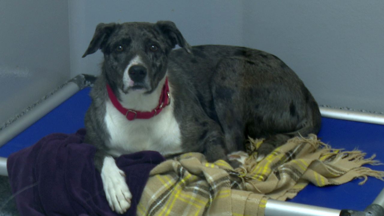 Maclean-Cameron Animal Adoption Center