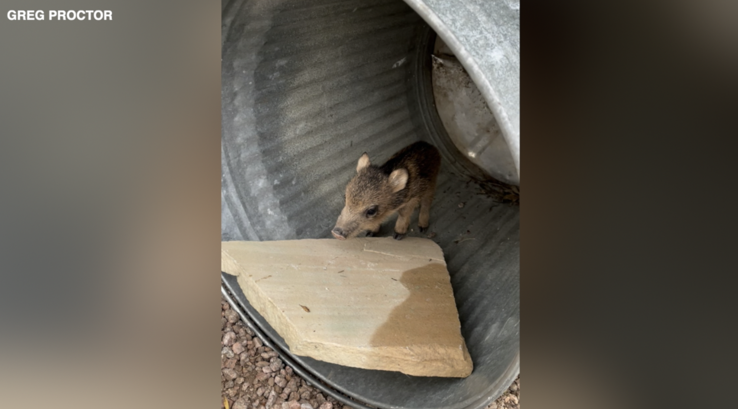 Baby javelina in Catalina Foothills