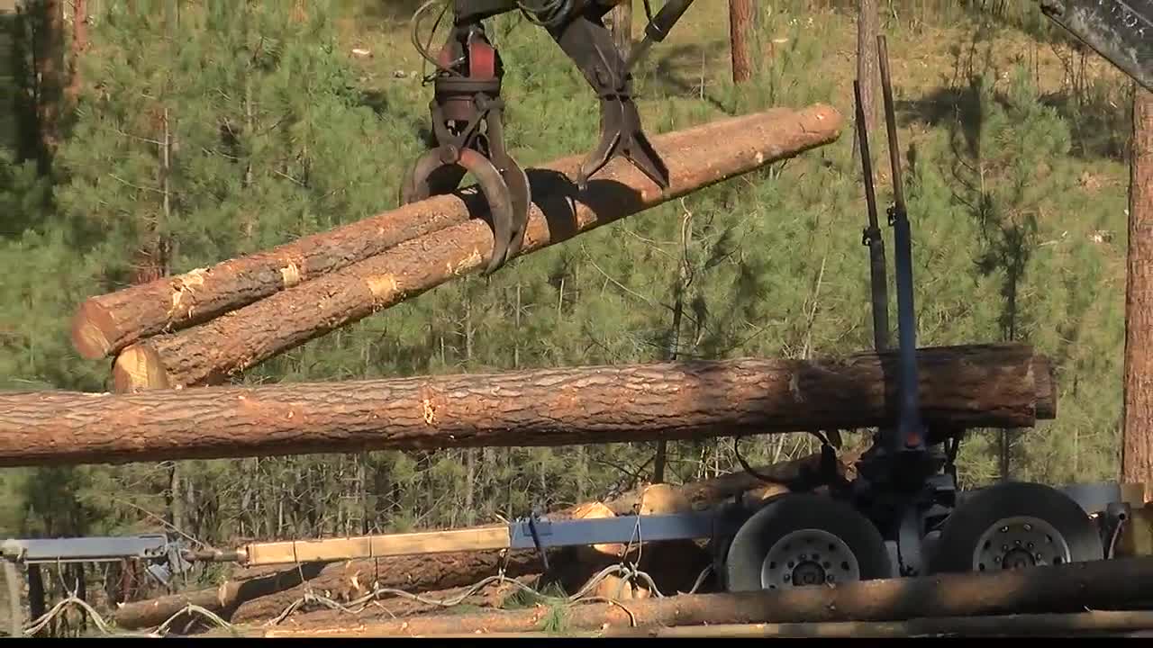 Timber Sale Logging