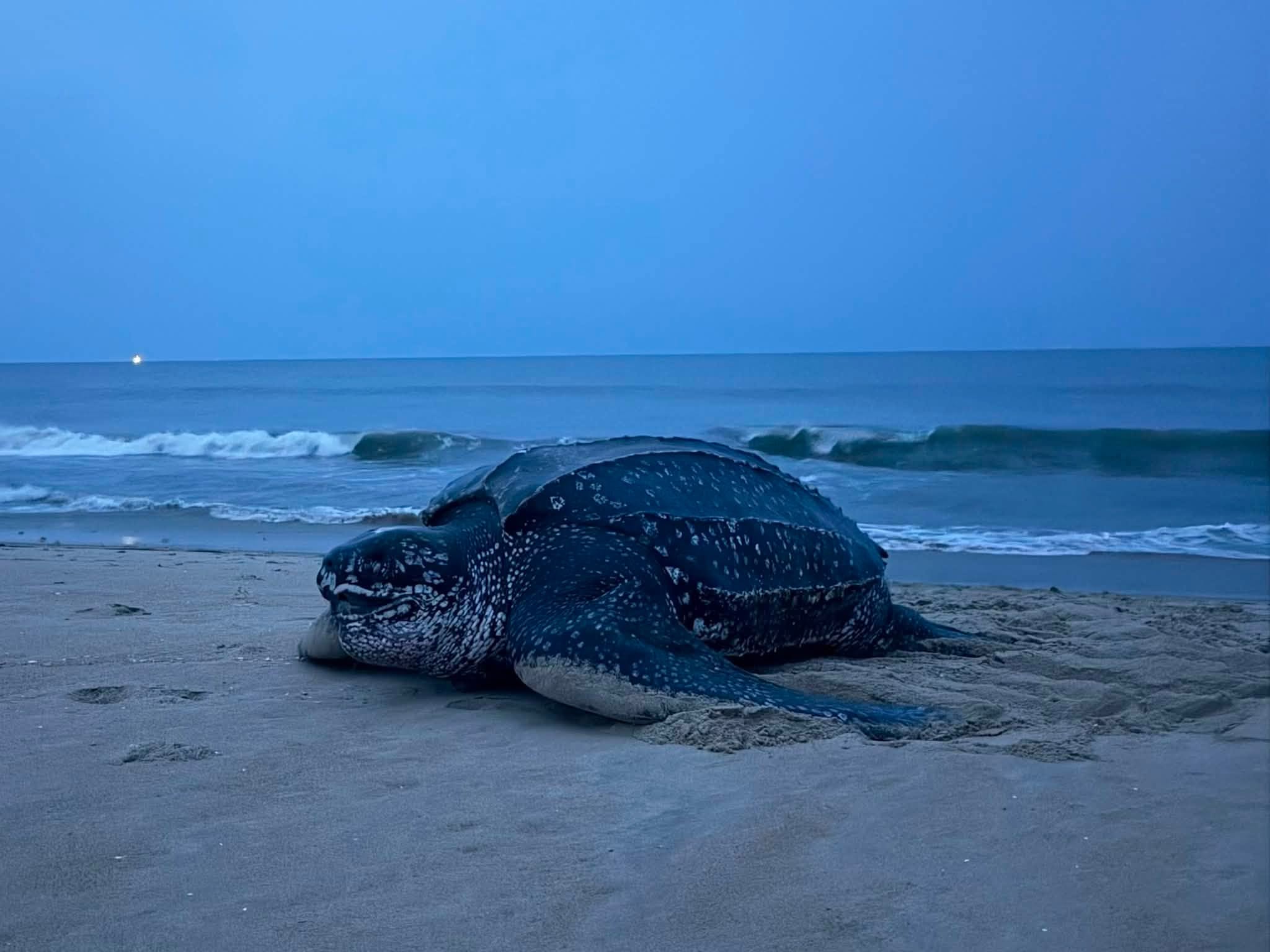 Oceana leatherback turtle