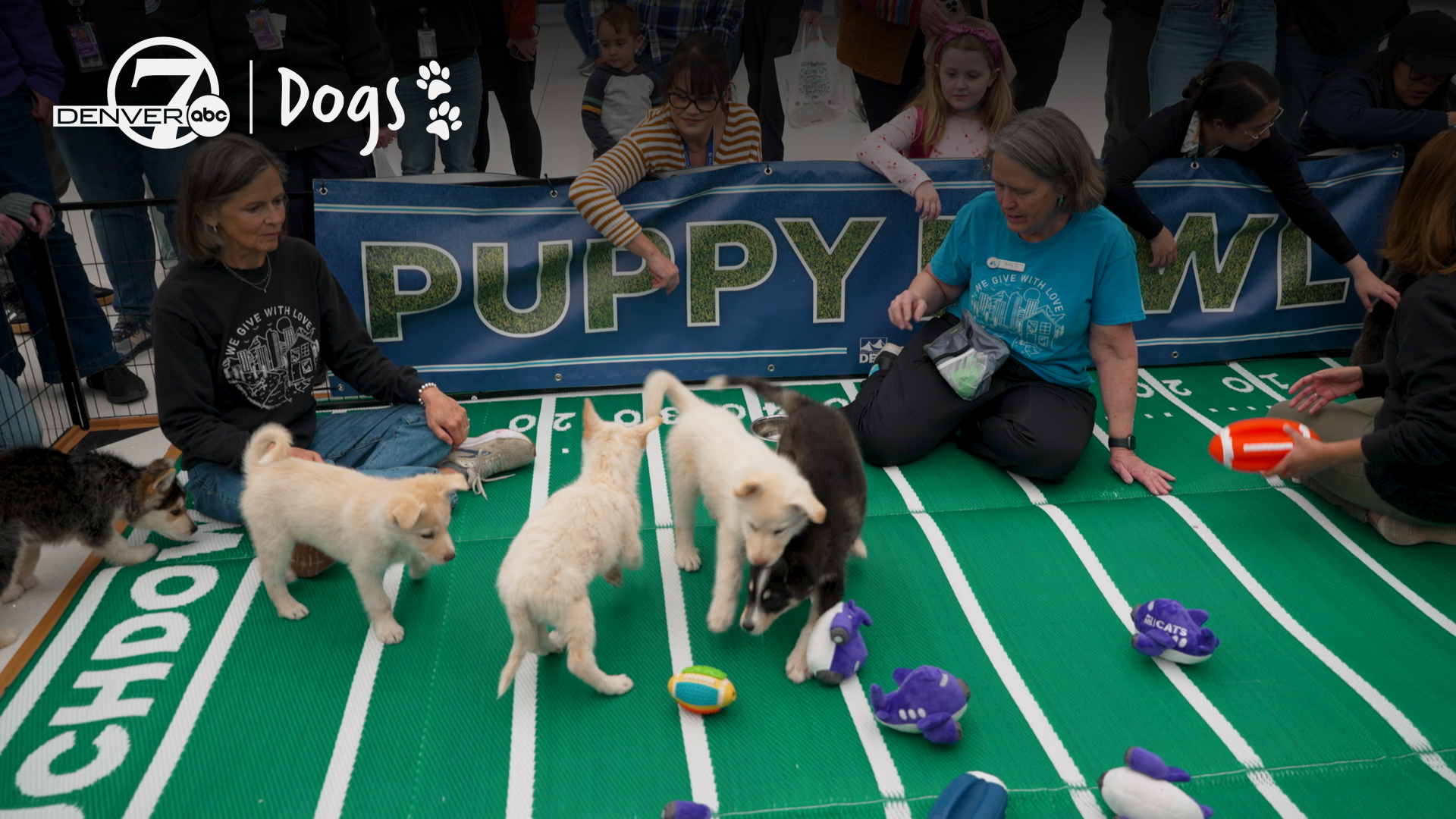 Puppies take over DIA terminal during 10th annual Puppy Bowl adoption event.jpg