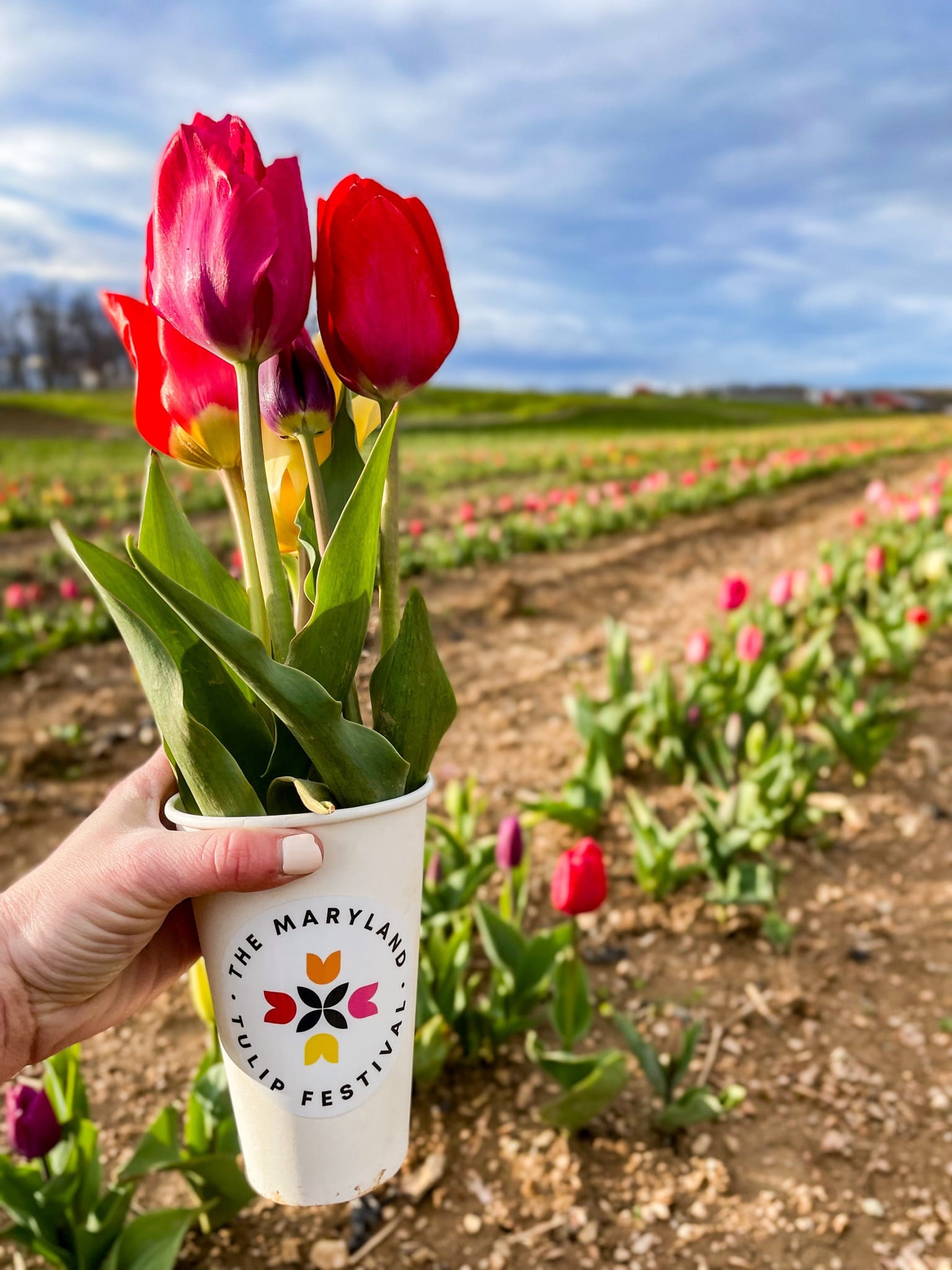 MD Tulip Festival.jpg