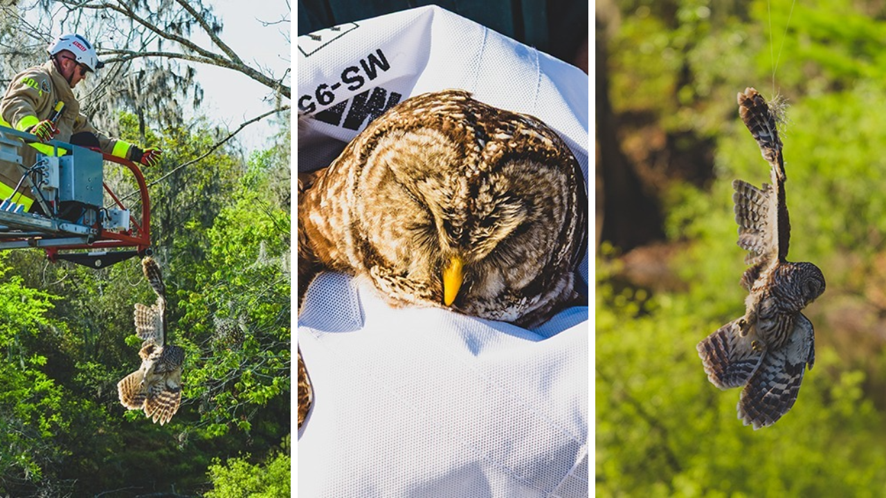 owl rescue thumbnail.png