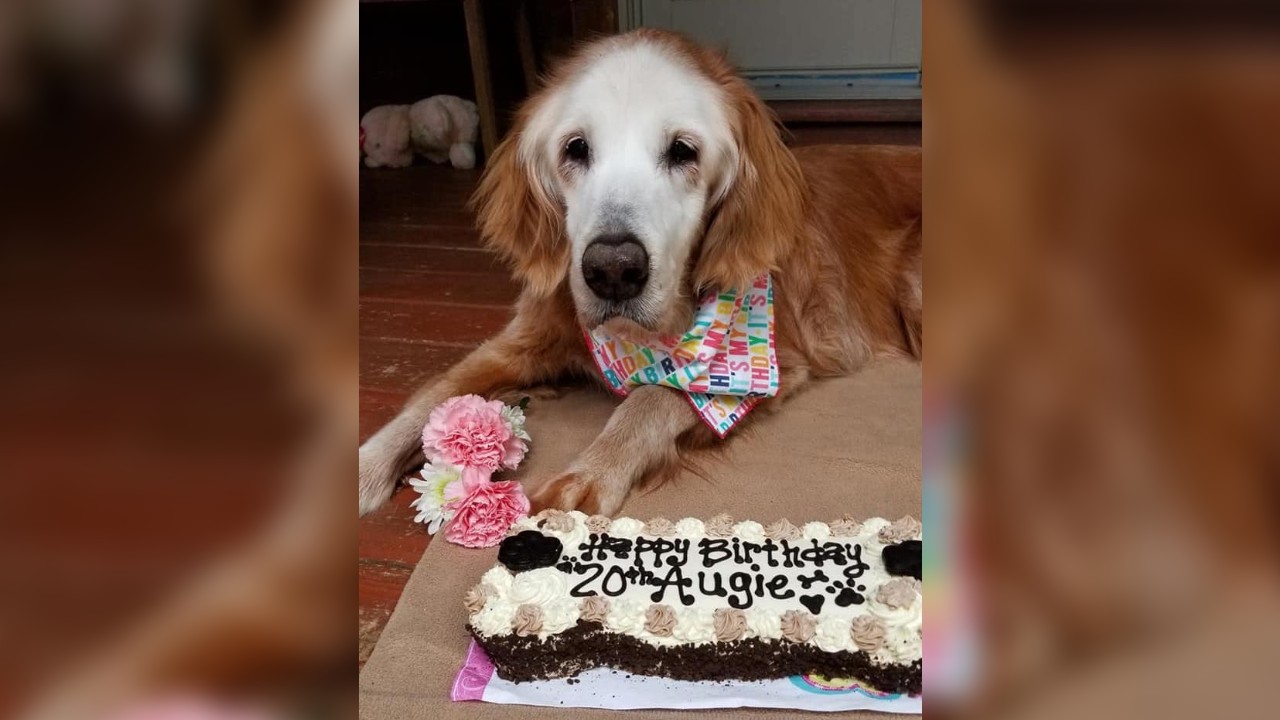 Dog believed to be oldest living golden retriever after celebrating 20th birthday