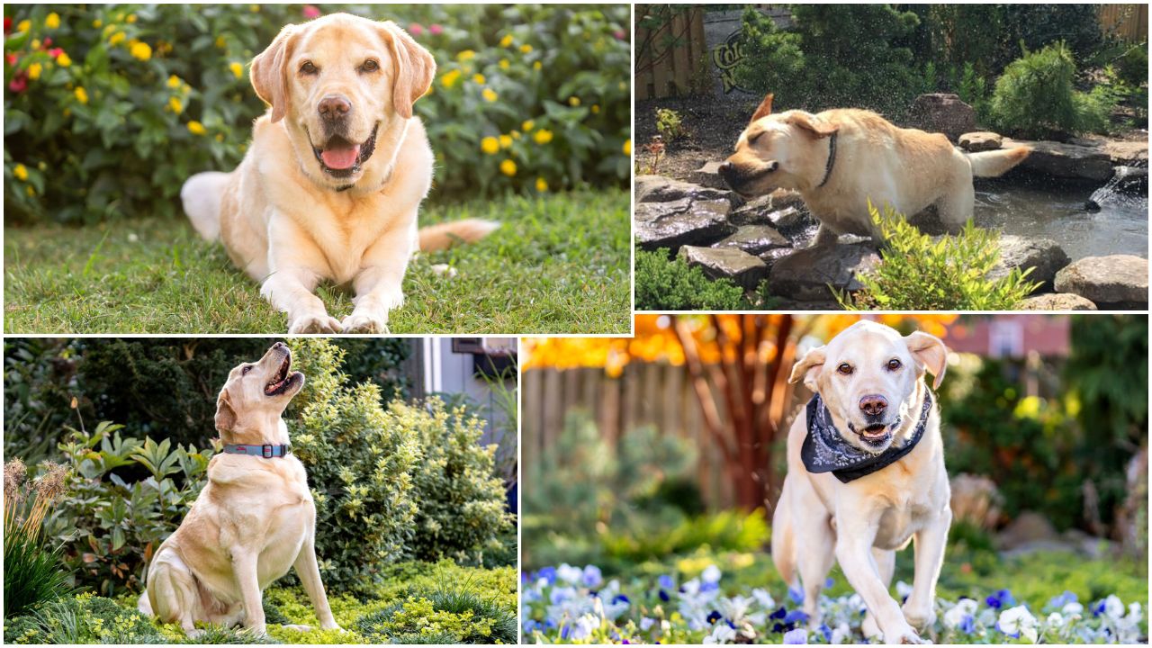 PHOTOS: Remembering Walter the Weather Dog Obit 16x9 Collage