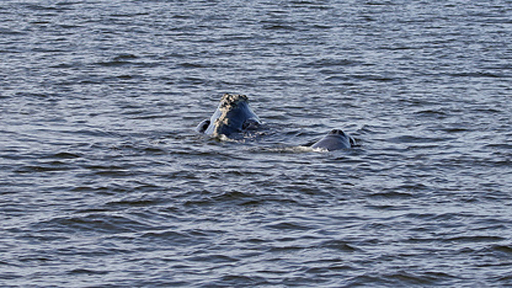 wptv-right-whales.jpg
