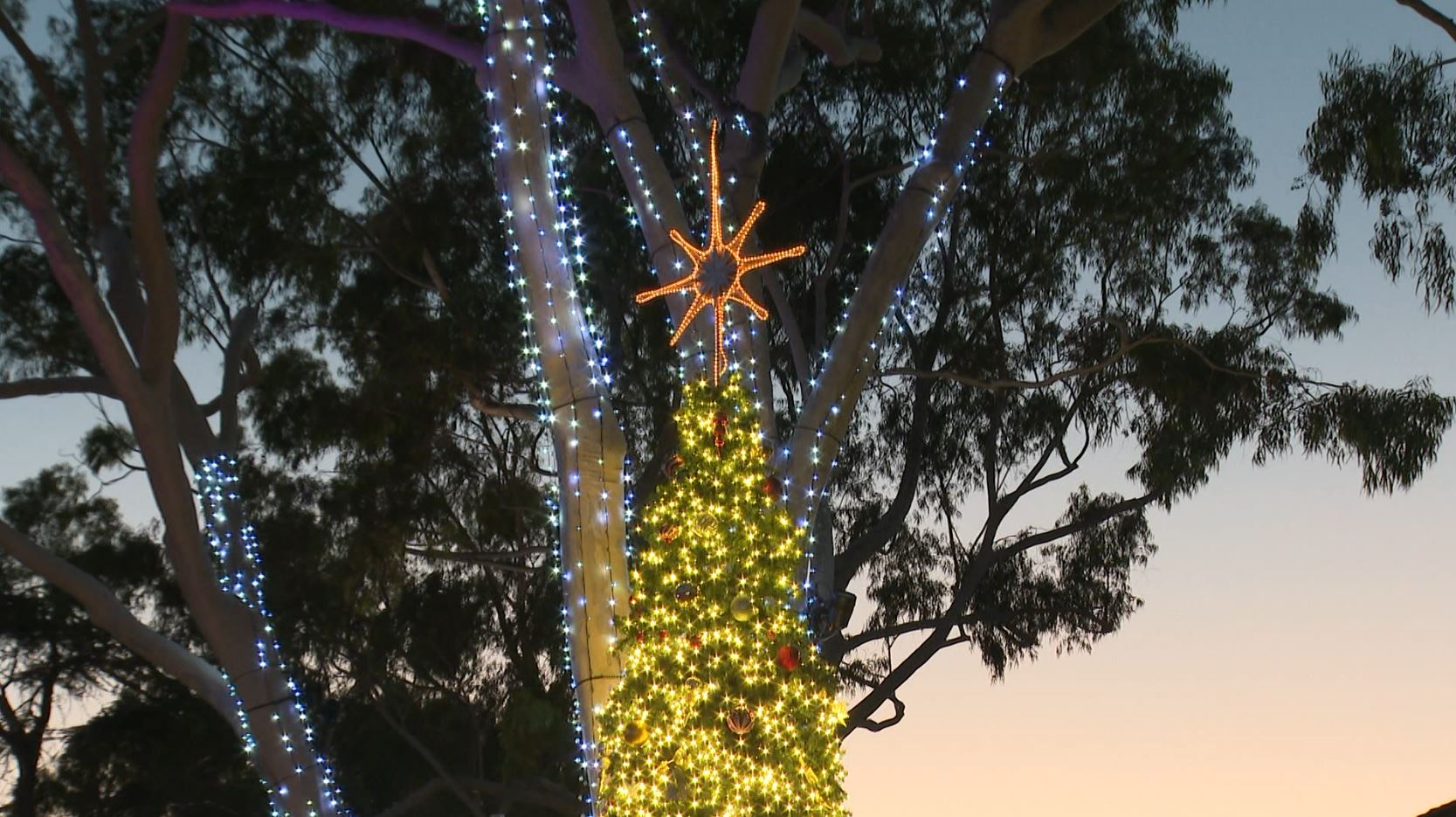 downtown slo christmas tree.JPG