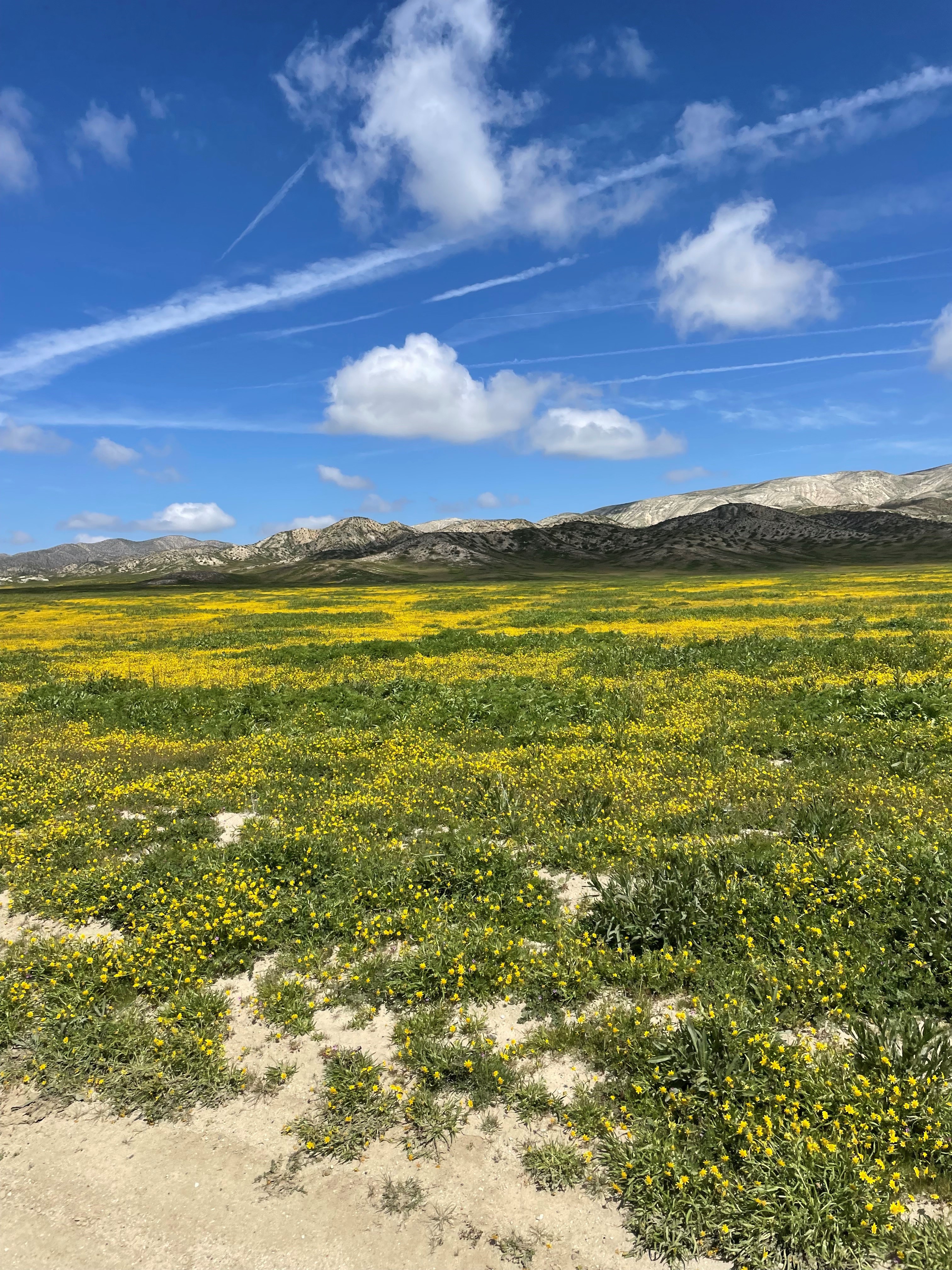 Carrizo Plain.jpg