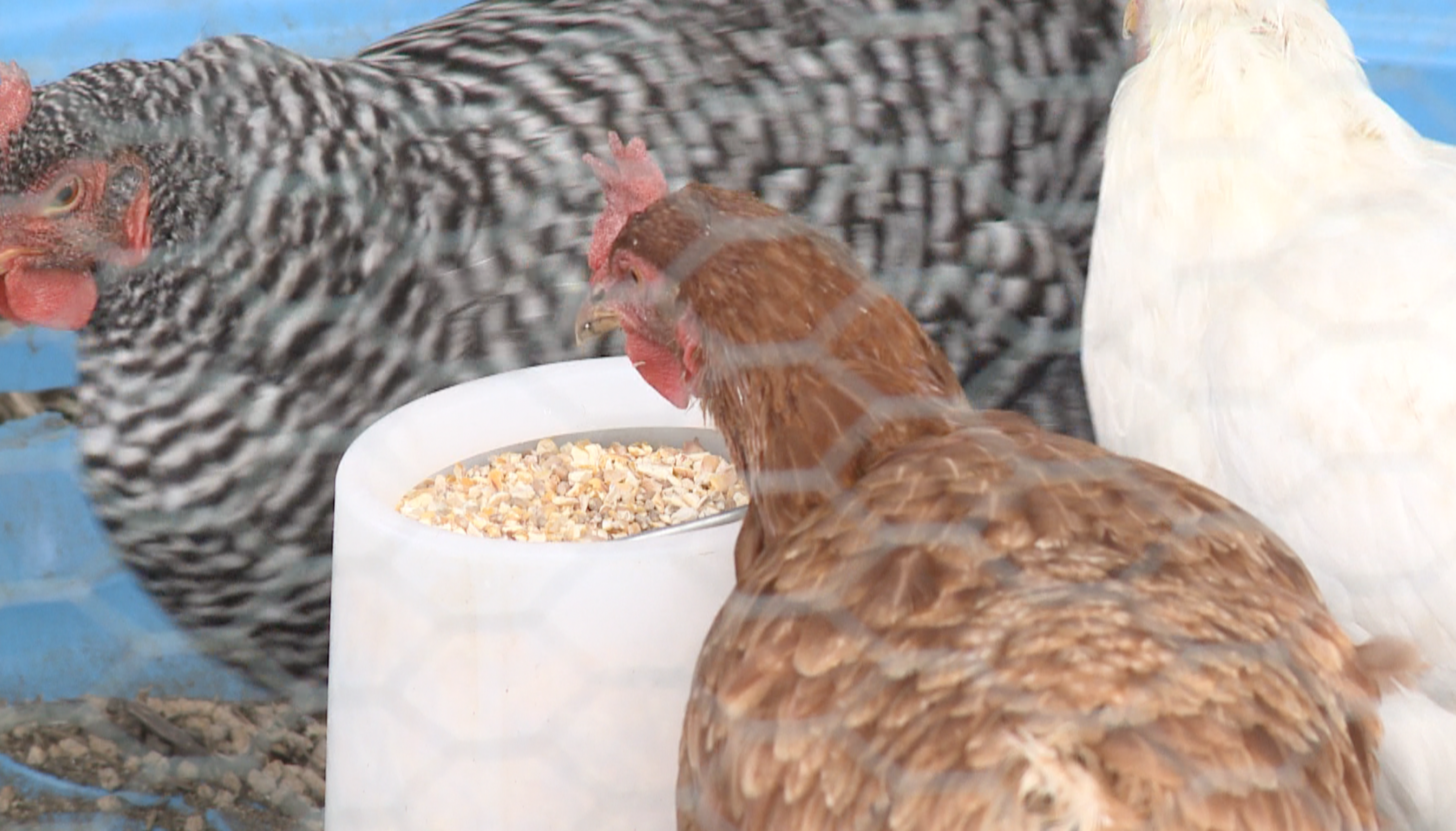 backyard chickens