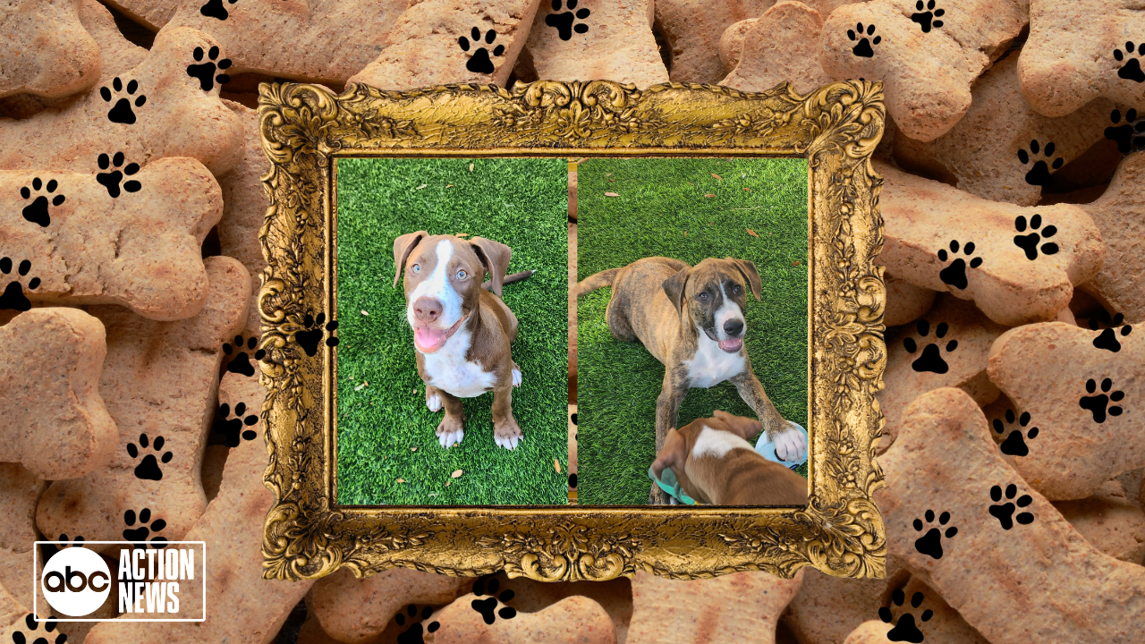 Rescues in Action: Ozzy and Ricky