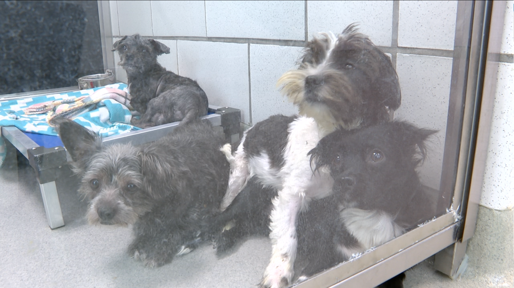 spca dogs