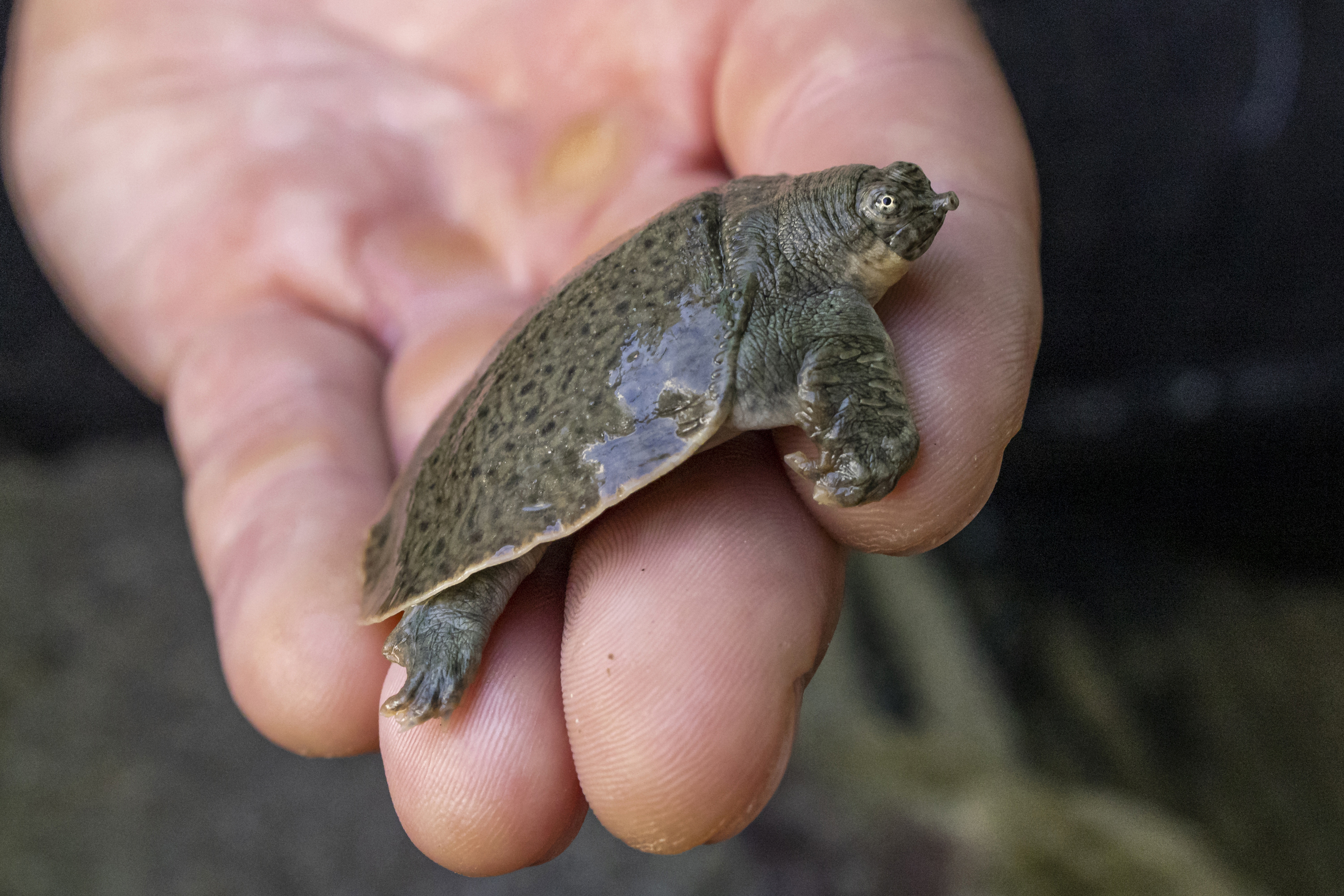 San Diego Zoo Turtle Hatchlings