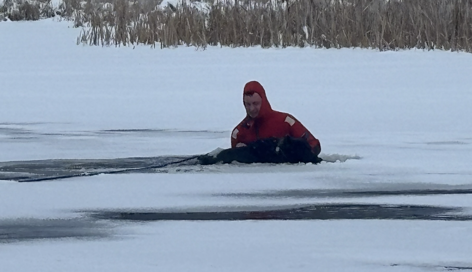 Stella Kalispell Ice Dog Rescue