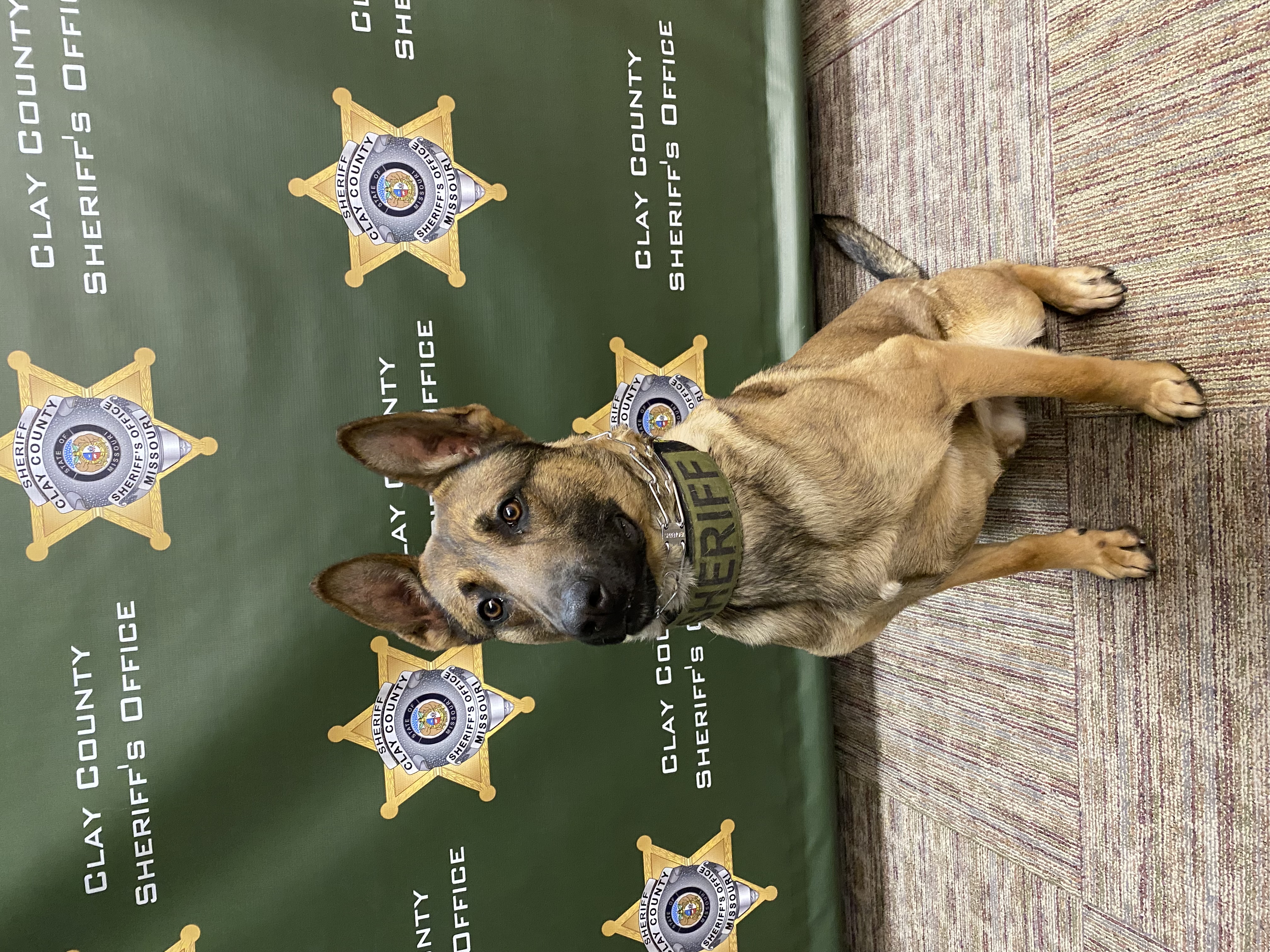 K-9 Argos