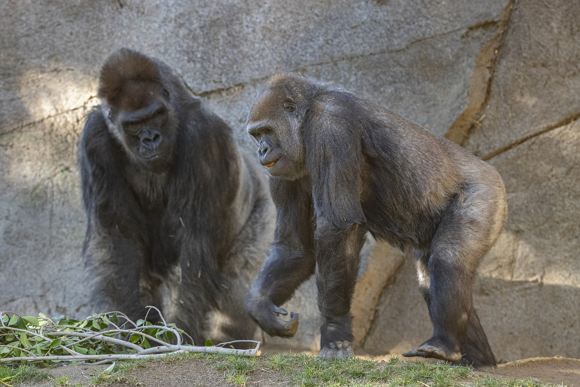 San Diego Zoo Safari Park Gorillas Recovering After SARS-CoV-2 Diagnosis