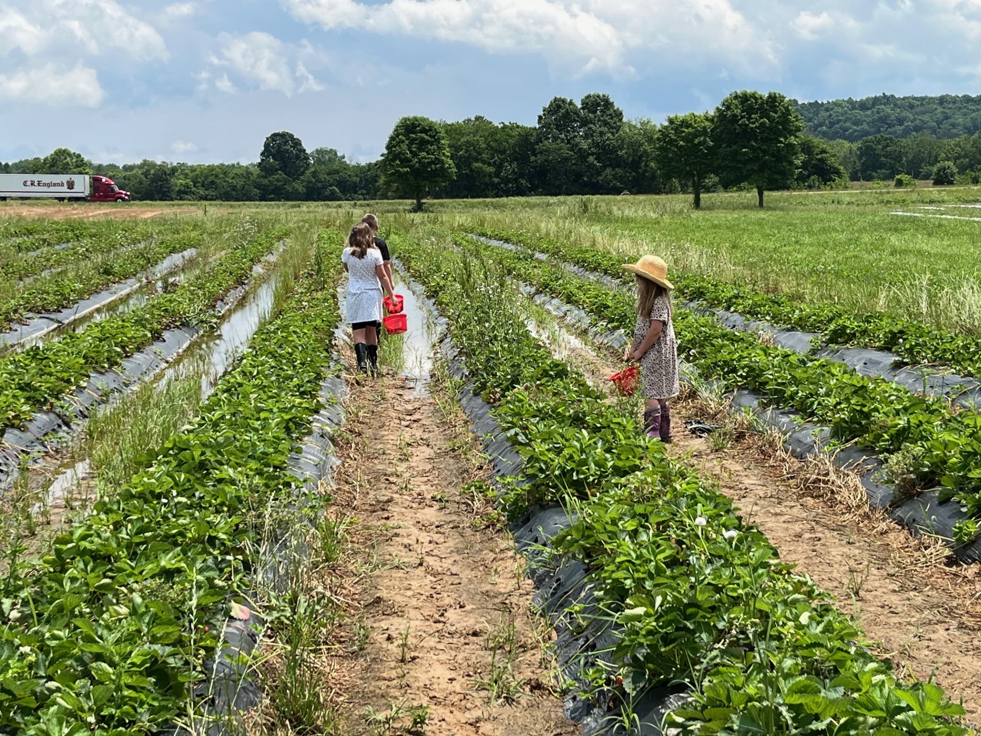 Kelley's Berry Farm