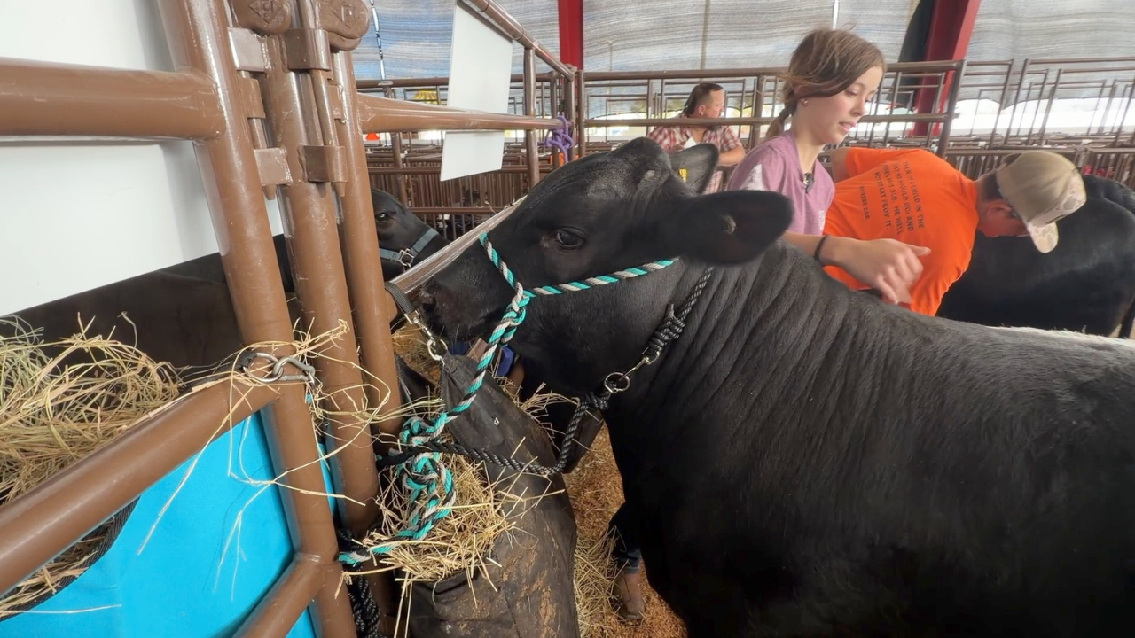 Pasco County Fair celebrates 79 years of agricultural tradition