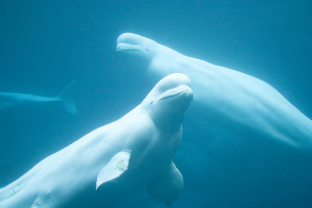 Beluga,Whales