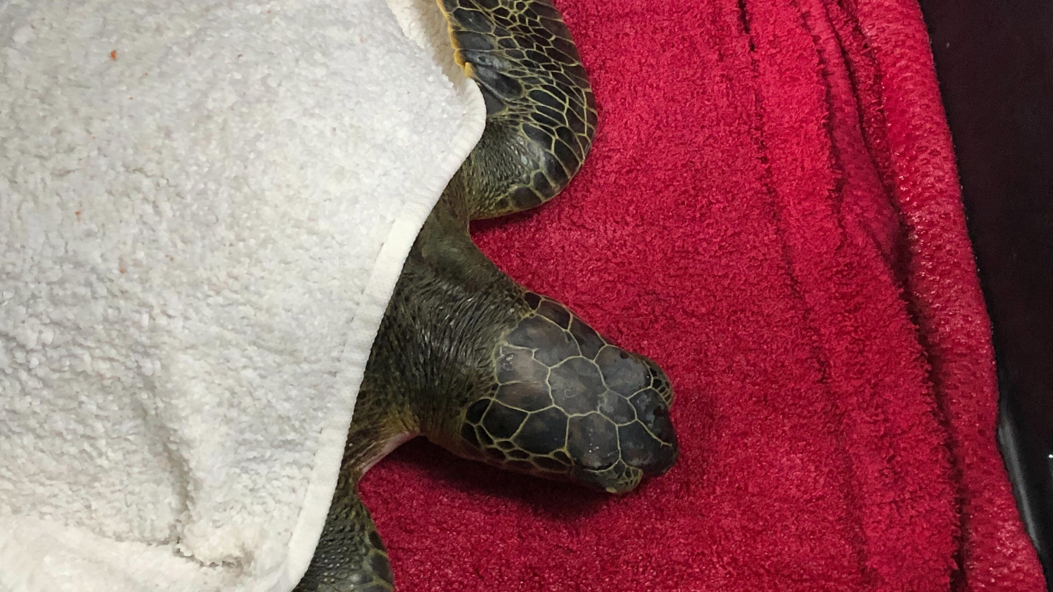 Sea turtle at Loggerhead Marinelife
