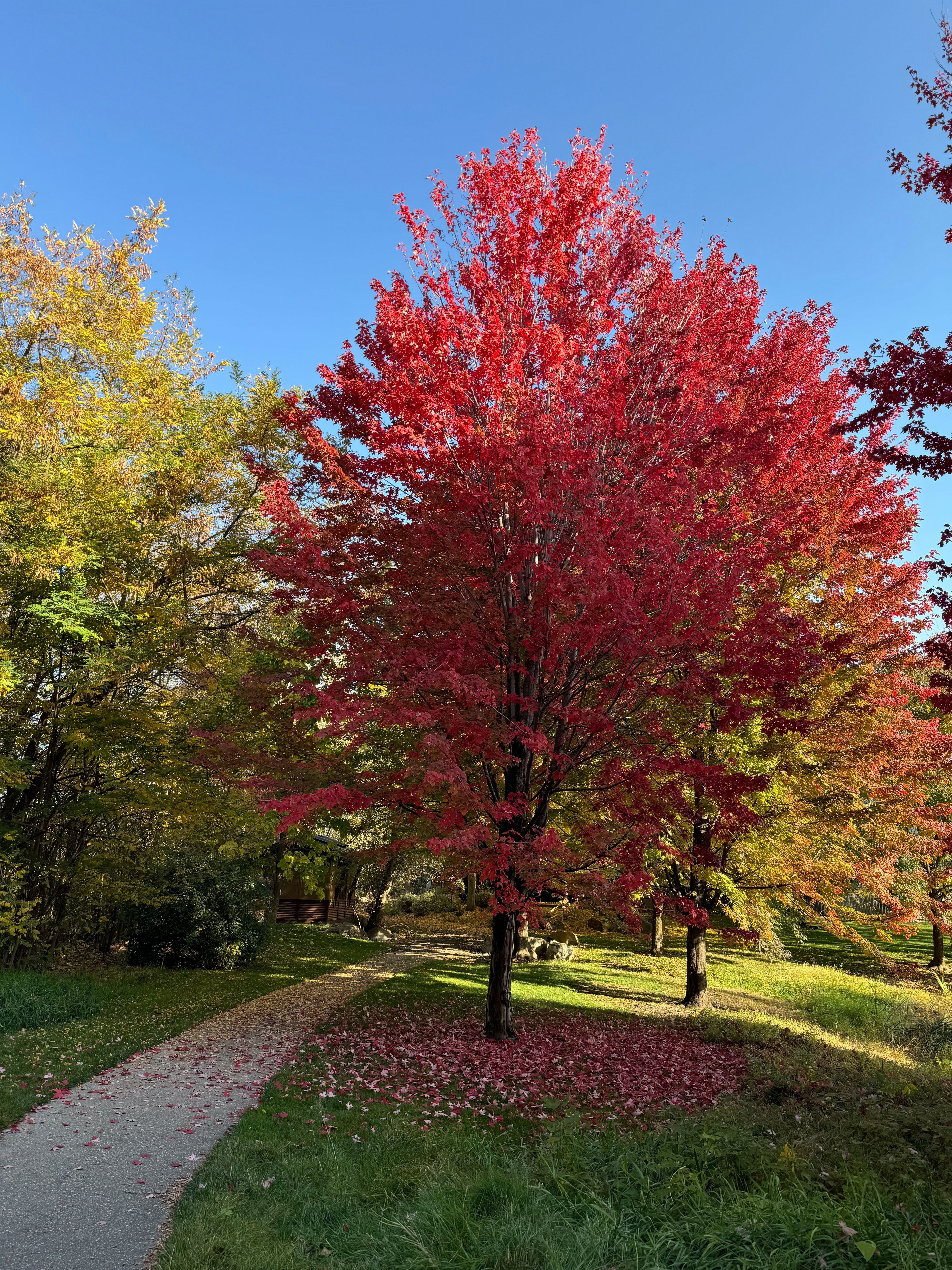 Fall leaves in Idaho