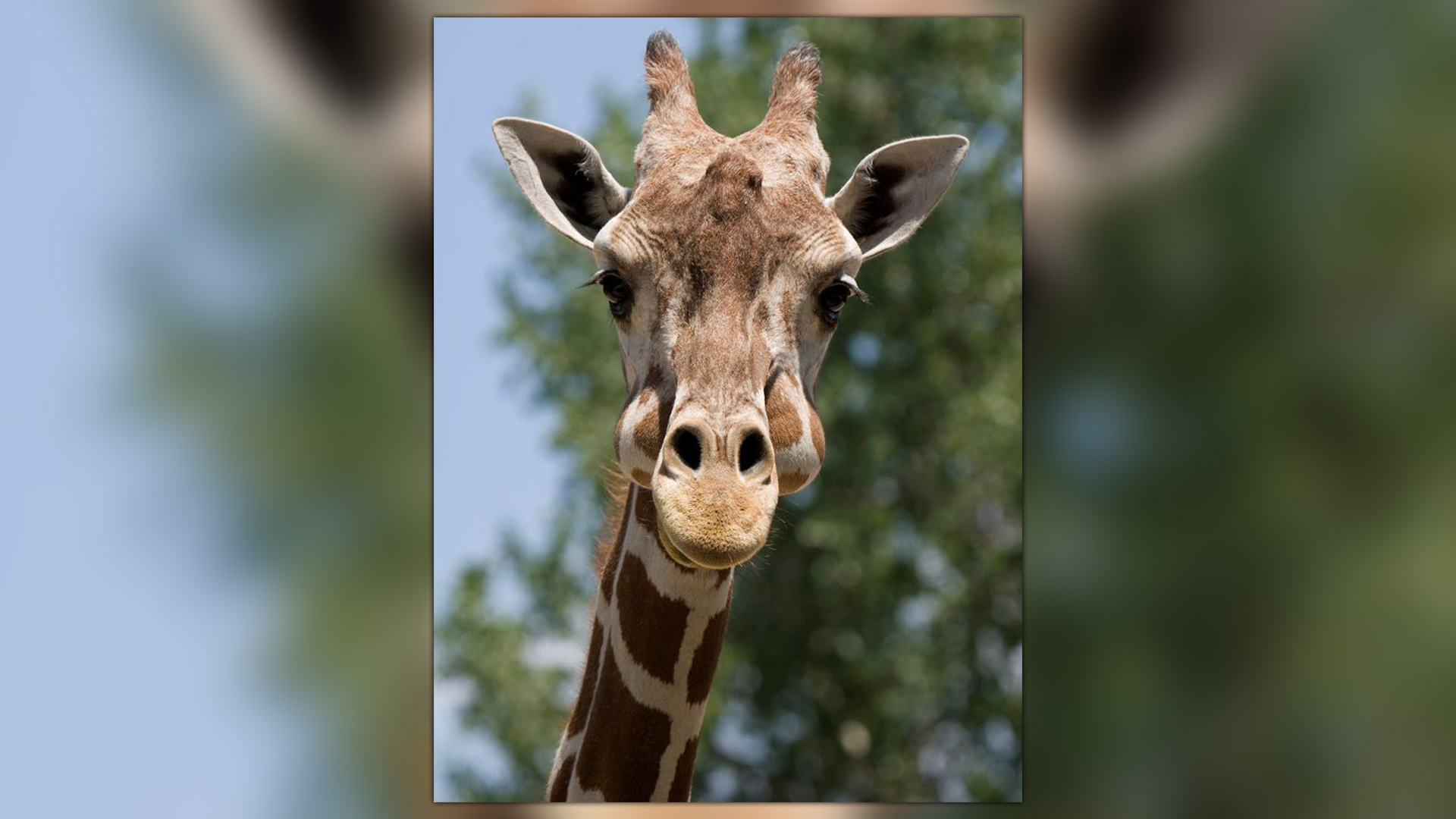 Masika the giraffe