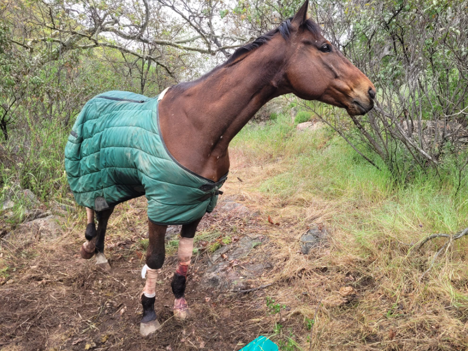 Horse rescue