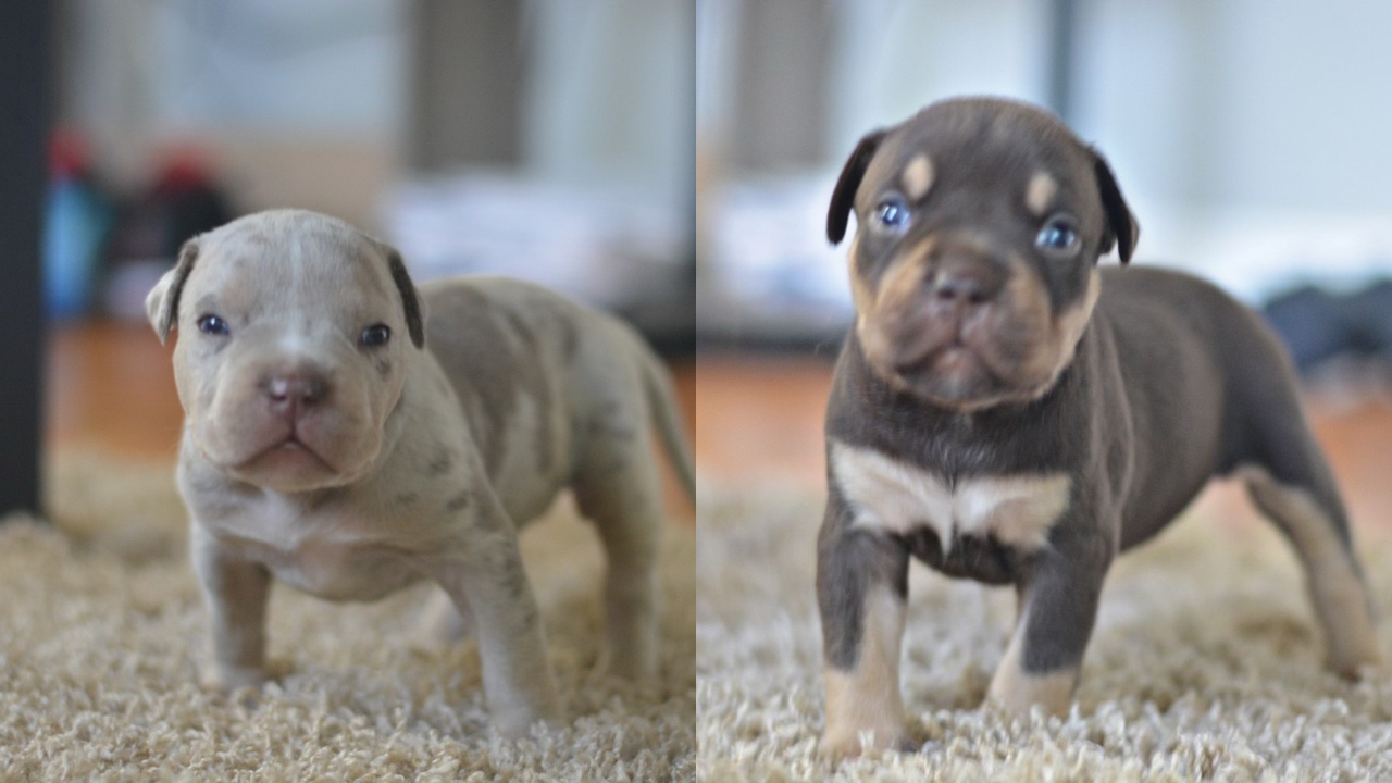 Richmond Police searching for 2 stolen bull-dog puppies