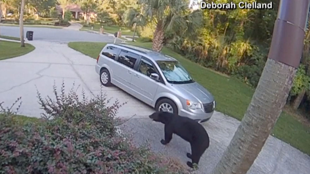 WPTV-THREE-LEGGED-BEAR-.jpg
