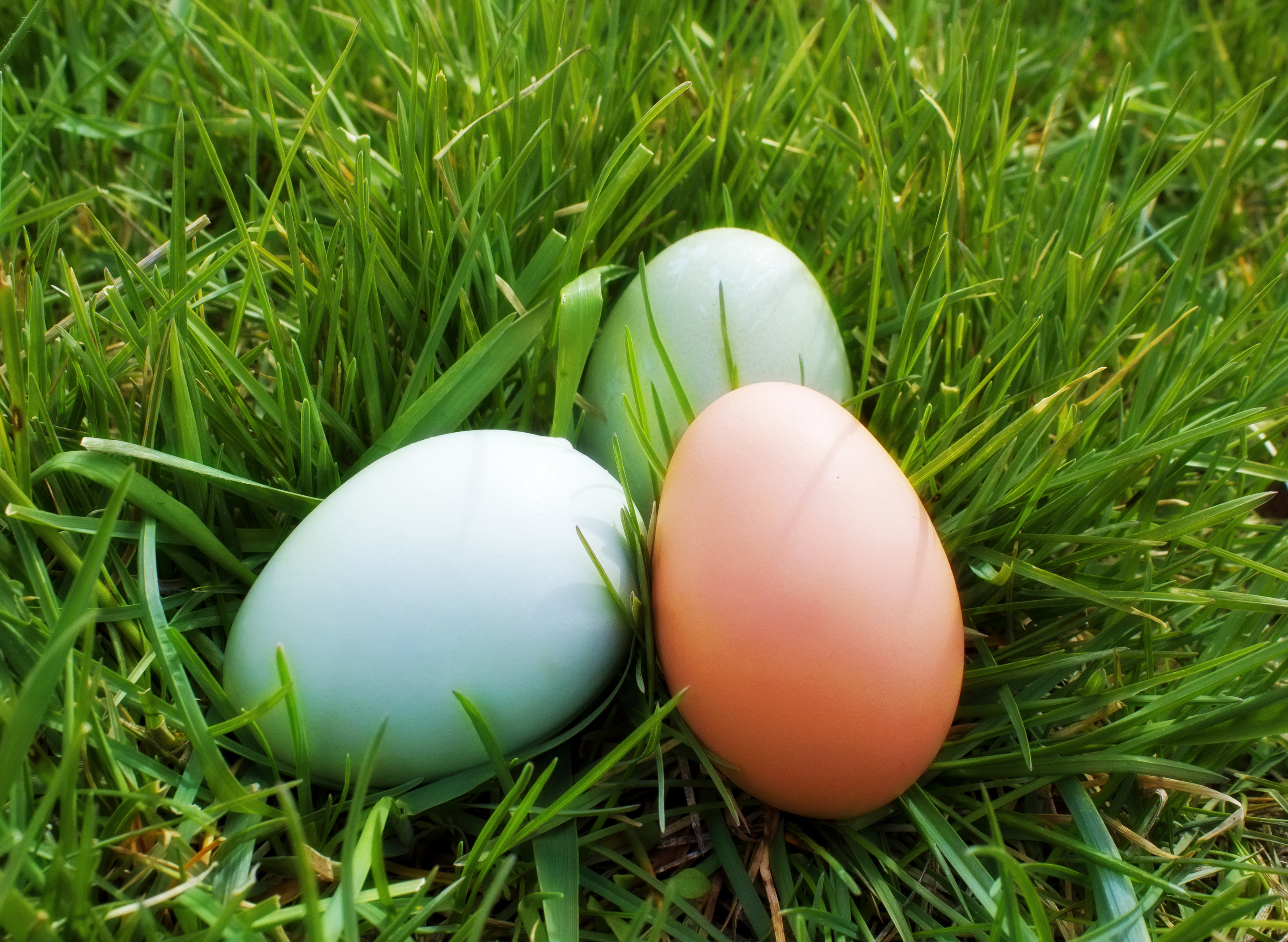 easter-egg-SBI-300346772.jpg
