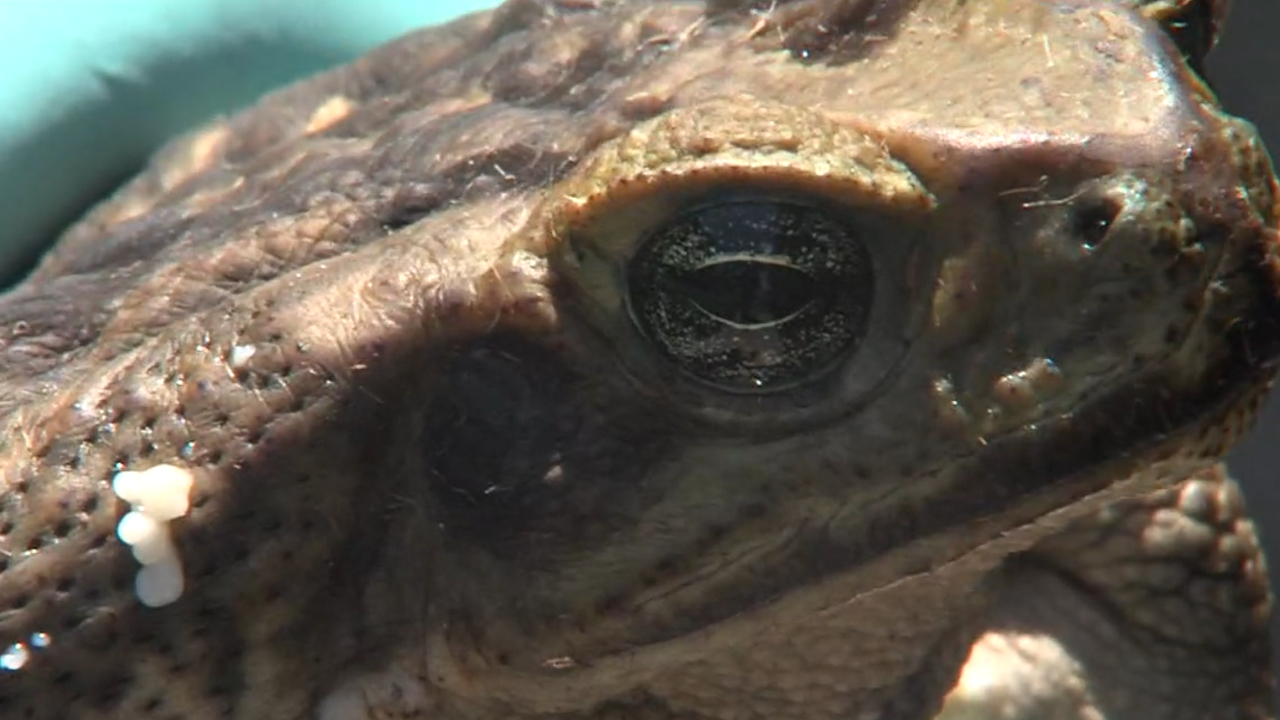 wptv-bufo-toad.jpg